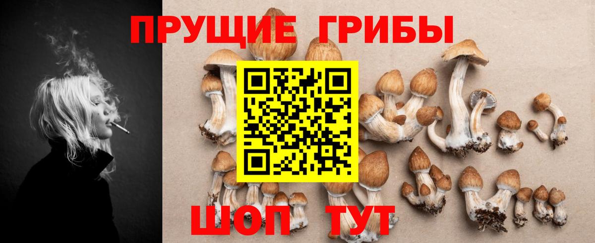 Псилоцибиновые грибы Psilocybine cubensis  Вход с VPN  Кольчугино 